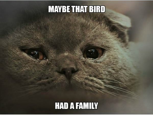 karate kyle meme - Maybe That Bird Had A Family
