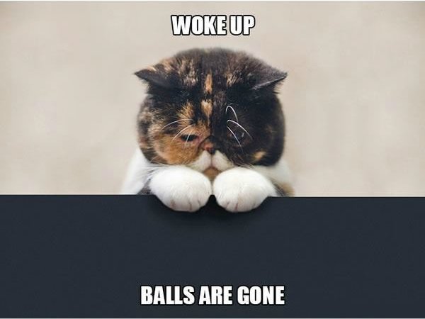 sad cat - Woke Up Balls Are Gone