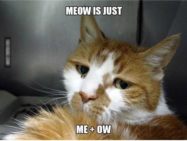 first world cat problems - Meow Is Just MeOw