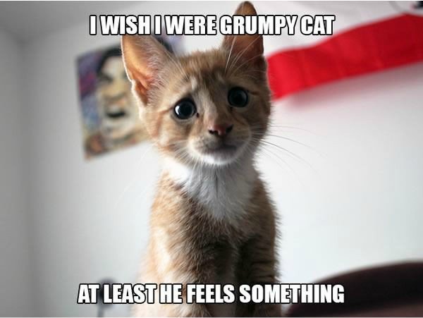 cats with problems - I Wishi Were Grumpy Cat At Leasthe Feels Something