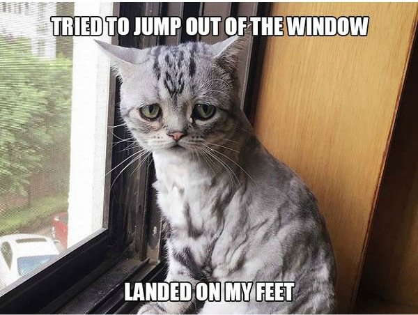 first world problem cat - Tried To Jump Out Of The Window Landed On My Feet