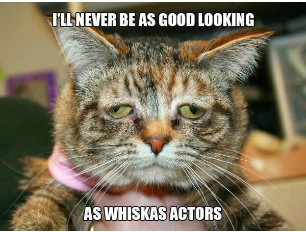 miserable cat - I'Ll Never Be As Good Looking As Whiskas Actors