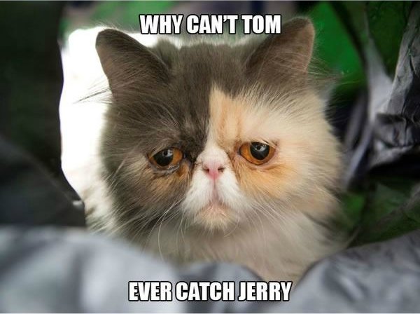 sad grumpy cat - Why Can'T Tom Evercatch Terry Ever Catch Jerry
