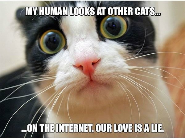 first world cat problems - My Human Looks At Other Cats... ...On The Internet. Our Love Is A Lie.
