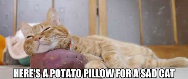 Here'S A Potato Pillow For A Sad Cat