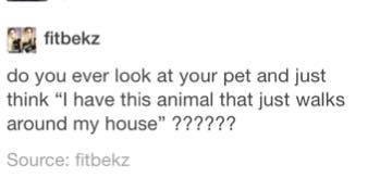 21 Pictures Cat Owners Will Understand