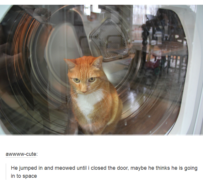21 Pictures Cat Owners Will Understand