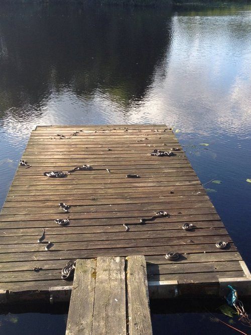 snakes on a dock