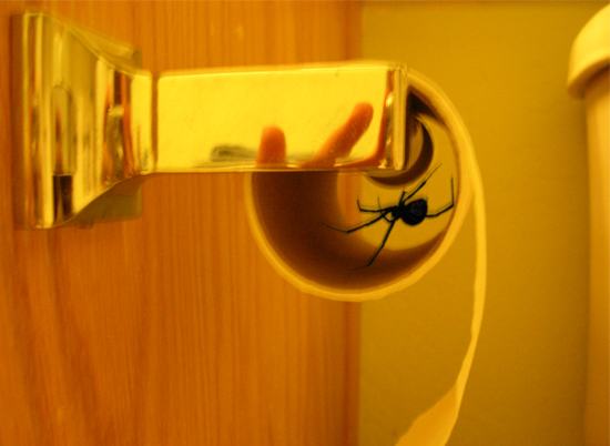 spider in toilet roll
