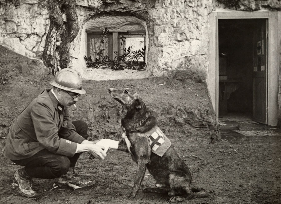 A WWI soldier bandages a Red Cross canine helper, 1917.