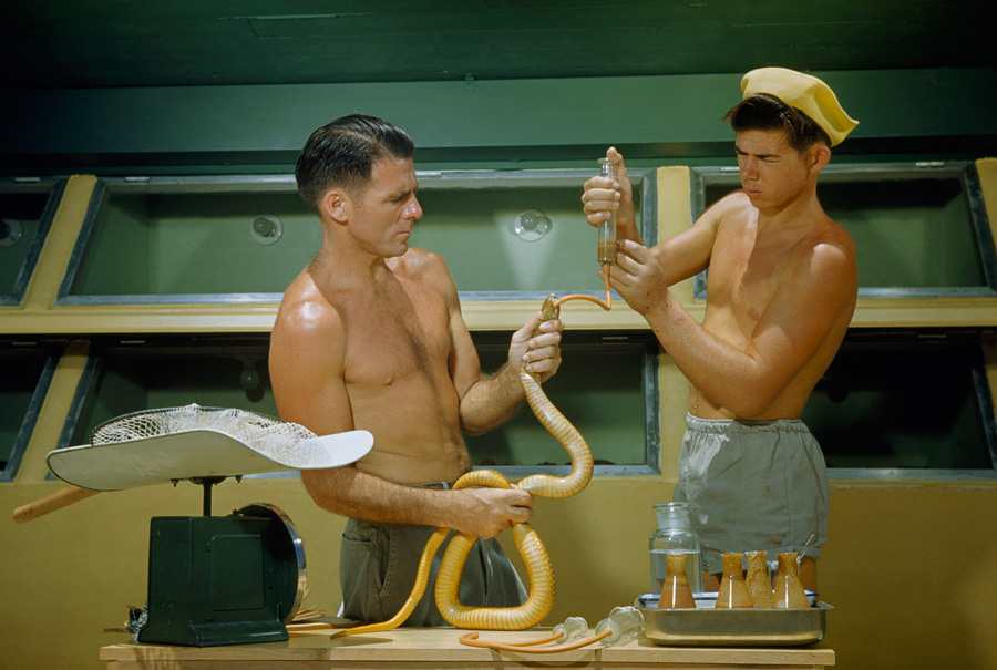 Force-feeding a shake to ensure its venom supply, 1950.