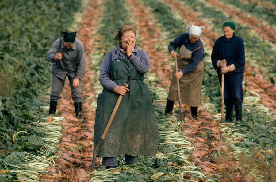 Women farming in sugar beet fields, 1974.