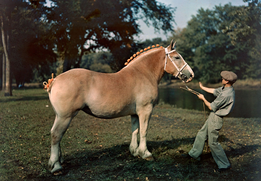 A blue-ribbon winning mare with its owner in Waterloo, Iowa, 1939.