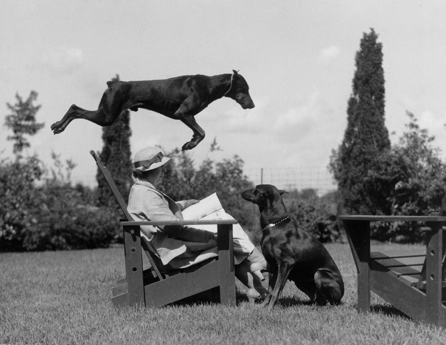 Leaping canines don’t disturb this woman’s reading, 1941.