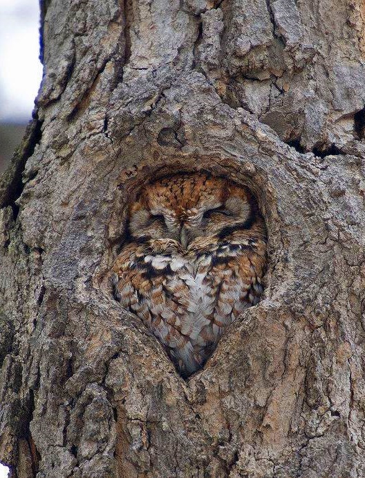 oddly satisfying  - owl sleeping