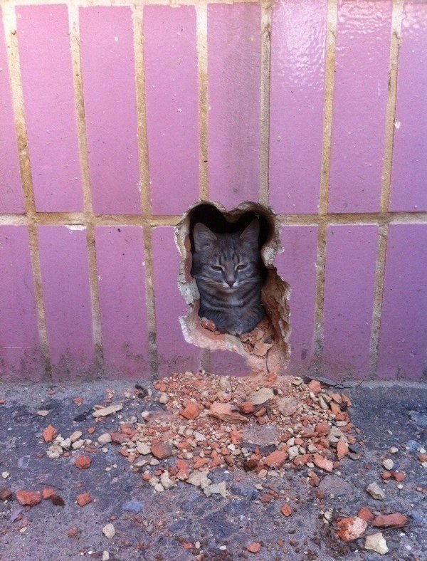 oddly satisfying  - cat in a wall