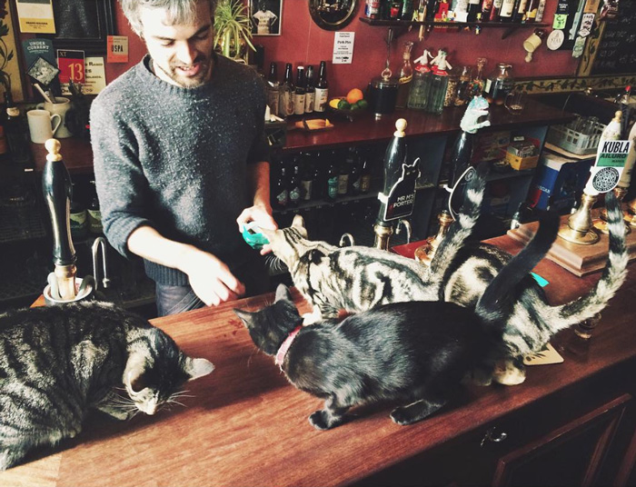 This started as a placed cat-lovers can have a beer without leaving their pet.