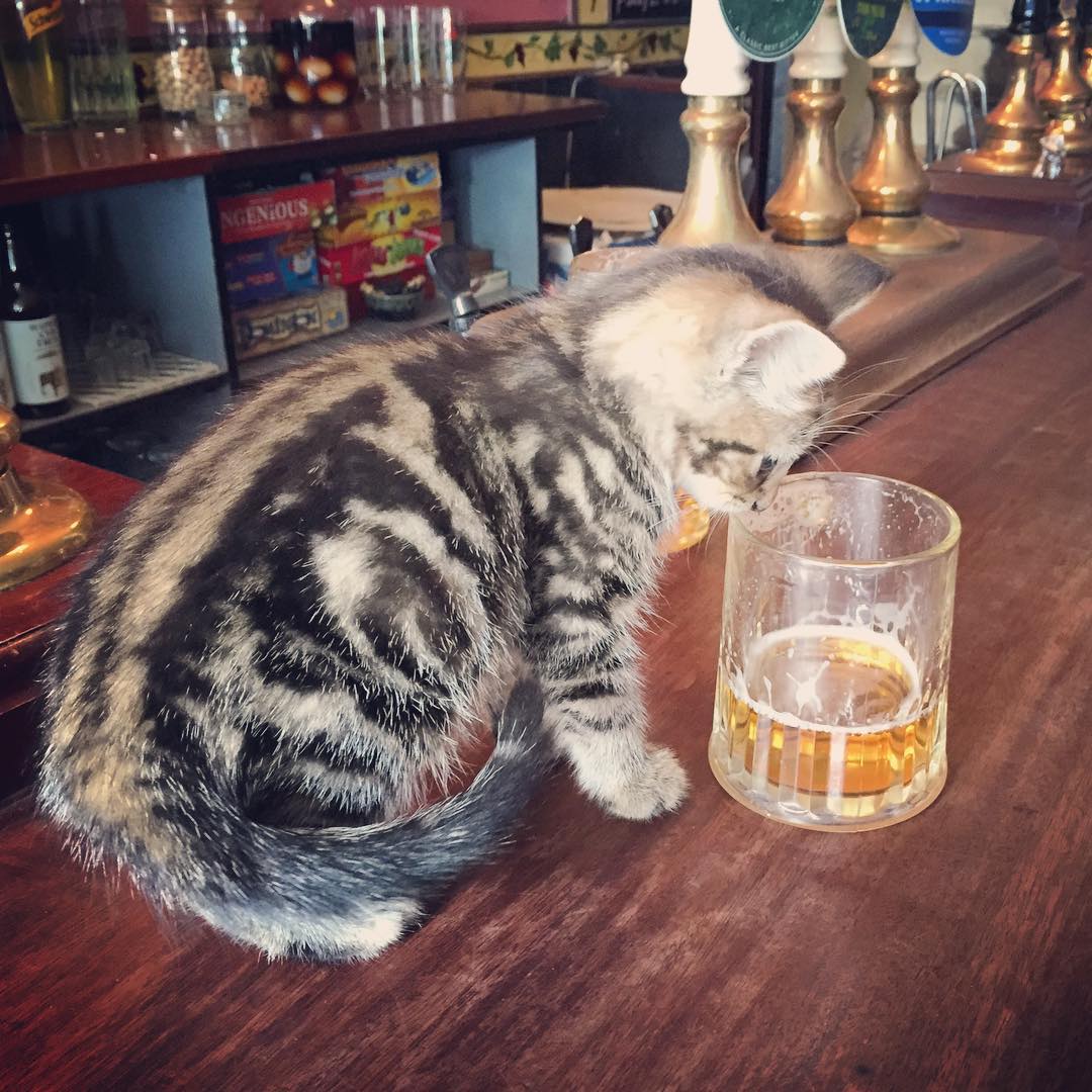 The cats don't actually drink the beer...