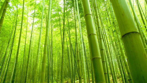 Bamboo. Yes, bamboo. In China it means luck, money and accomplishment, so many people have them in their houses in the southeastern corner.