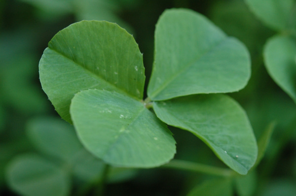 Four Leaf Clover. You probably know that, but did you know some say that it originated in The Garden Of Eden?