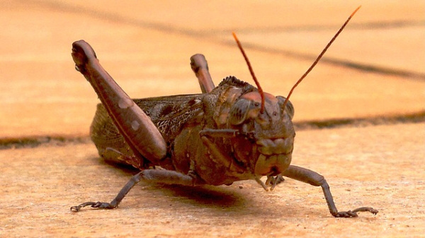 Crickets. Native Americans had a thing for those lil' guys and considered mimicking the sound  crickets make offensive.