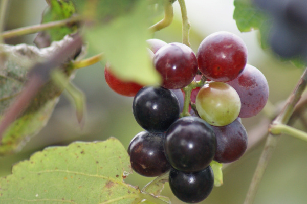 Grapes. In Portugal and Spain they are associated with luck, at New Year Eve when clock hits twelve they eat 12 grapes to celebrate it.