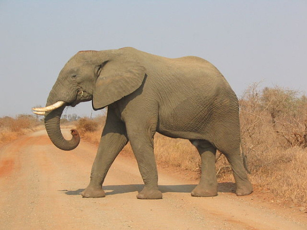 Elephants. In India elephants are the symbol of wisdom and long life, if an elephant poops near you it is considered very lucky.