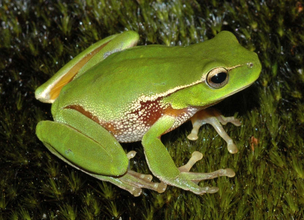 Frogs. Native Australians believed that it was the frogs that bring rain and killing them was the thing that brought drought.