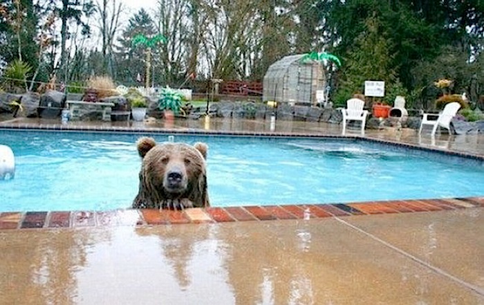 The water is fine, why aren't you coming in?