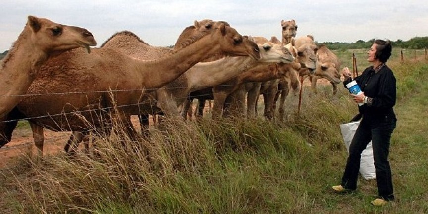 5. Two People Trampled By Camel. At a camel farm in Wichita Falls, Texas, an “aggressive camel” took out the farm’s owner as well as a friend, the friend entered the pen, to give the camels fresh water; she was then was attacked, the owner came to help and was also killed while trying to help.