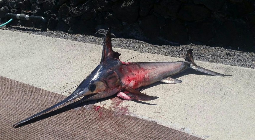 2. Man is Impaled By Swordfish. A fishing boat captain in Hawaii saw a swordfish swimming around harmlessly, minding its own business. So what does he do? He jumps into the water and spears the fish with a harpoon. The fish didn’t like this much so it speared him back, with his 3 foot long bill, piercing his chest. He was brought to the hospital where he died. The lesson here is obvious: if you are chilling in a boat in Hawaii and you see a swordfish swimming around, just take a picture or something, don’t jump in the water and fight it.