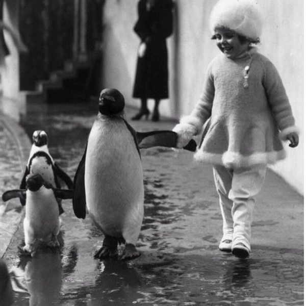 A little girl holds a penguin's flipper as they walk together around the London Zoo, 1937.