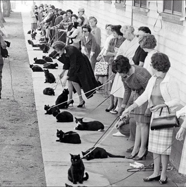Black cat auditions, Hollywood, 1961. Photograph by Ralph Crane.