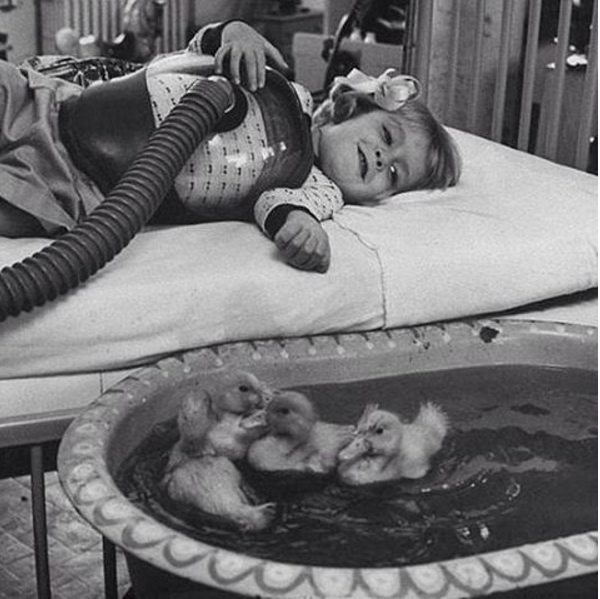Ducklings used to cheer up girl in a hospital bed, 1956.