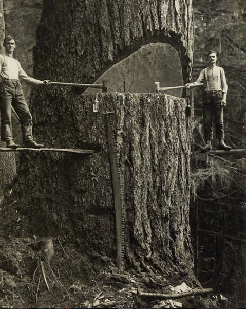 Two lumberjacks and a big tree, Pacific Northwest, 1915.