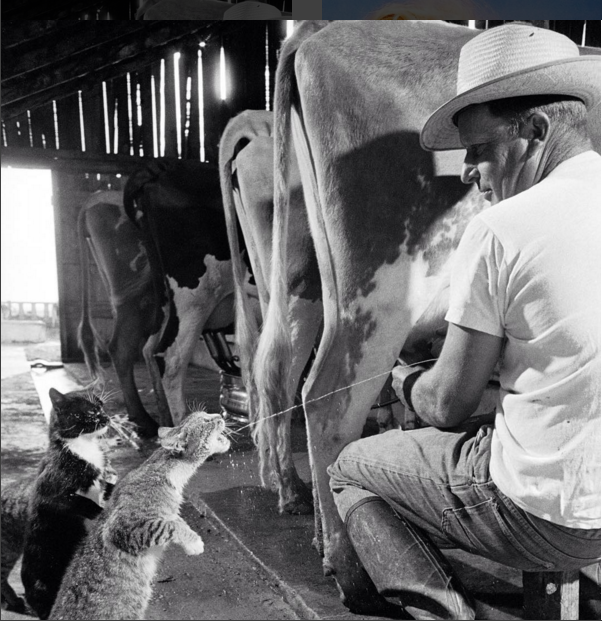 Blackie & Brownie begging for Milk at a Dairy Farm. Photograph by Nat Farbman, 1954.