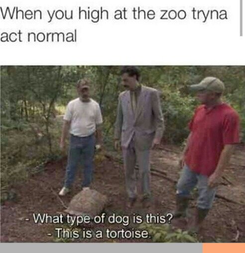 tumblr - kind of dog is that meme - When you high at the zoo tryna act normal What type of dog is this? This is a tortoise