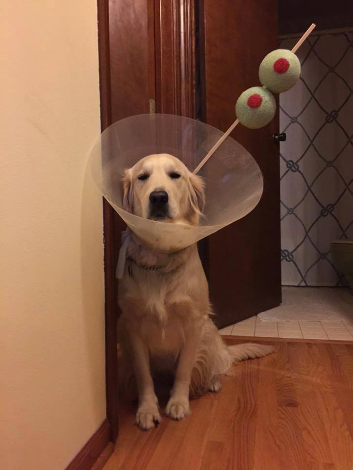 tumblr - dog cone funny