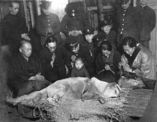 Hachikō the legendary faithful dog before burial, 1935.