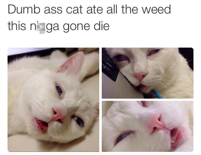 cat ate weed - Dumb ass cat ate all the weed this n ga gone die