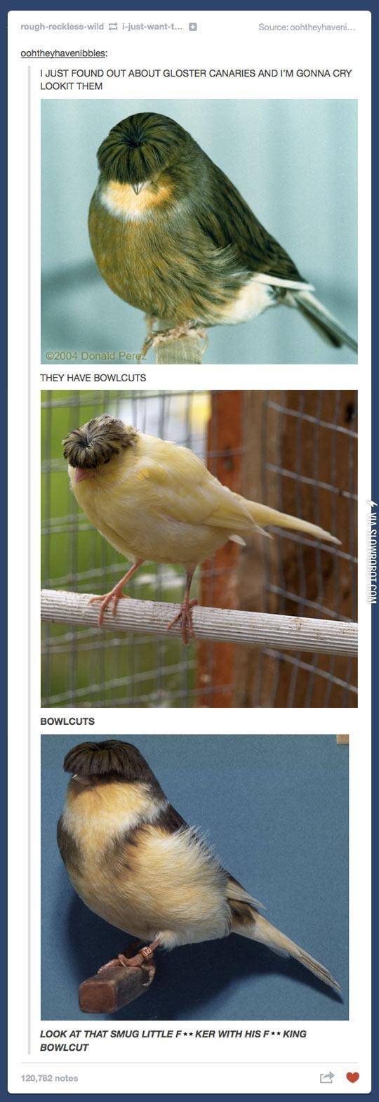tumblr - bird with bowl haircut - roughrecklesswild 1justwantt... Source oohtheyhaveni... oohtheyhavenibbles I Just Found Out About Gloster Canaries And I'M Gonna Cry Lookit Them 2004 Donald Perez They Have Bowlcuts Via Slowporot.Com Bowlcuts Look At That