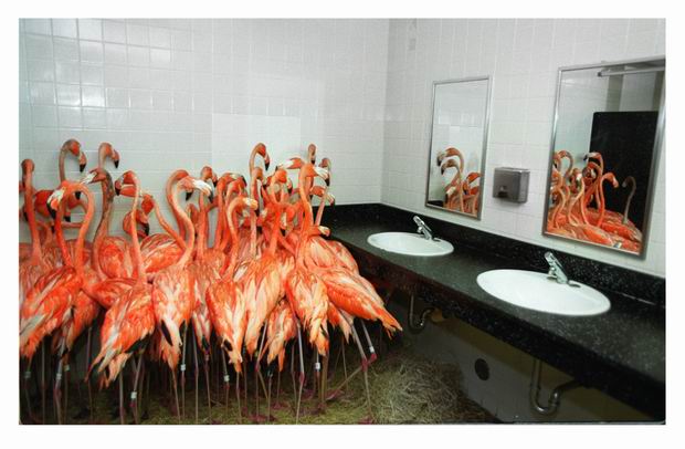 flamingos in bathroom