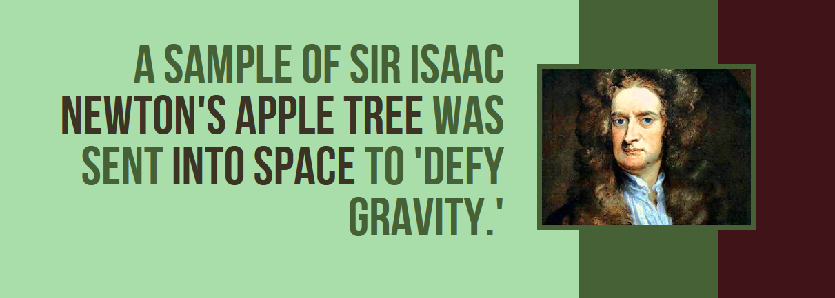 sir isaac newton - A Sample Of Sir Isaac Newton'S Apple Tree Was Sent Into Space To 'Defy Gravity.