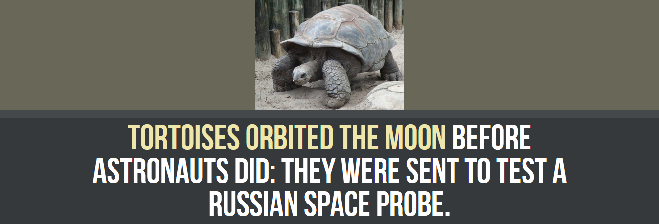 snout - Tortoises Orbited The Moon Before Astronauts Did They Were Sent To Test A Russian Space Probe.