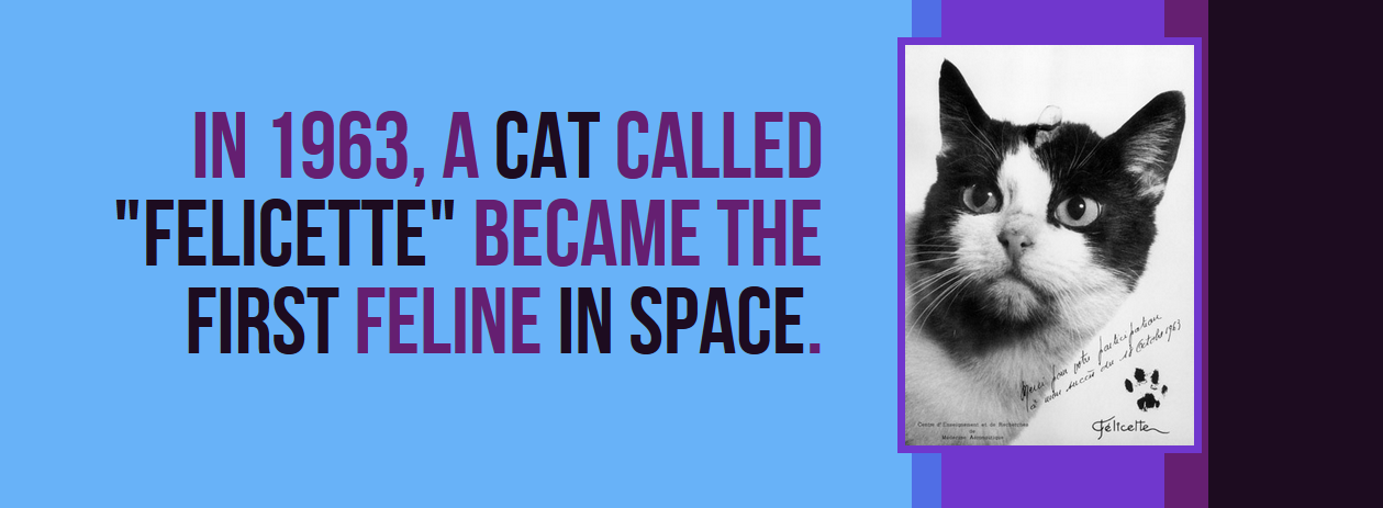 mod - In 1963, A Cat Called "Felicette" Became The First Feline In Space. farkcipation lectable Qual four notre las and co felicelten