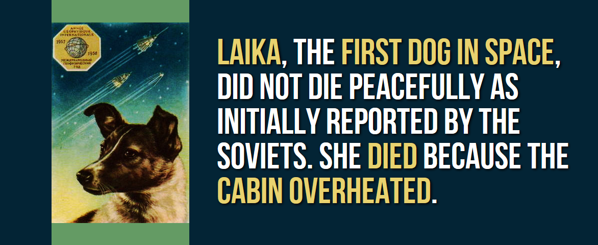 laika - Internationale Laika, The First Dog In Space, Did Not Die Peacefully As Initially Reported By The Soviets. She Died Because The Cabin Overheated.