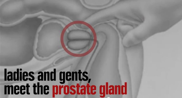 Man - ladies and gents, meet the prostate gland