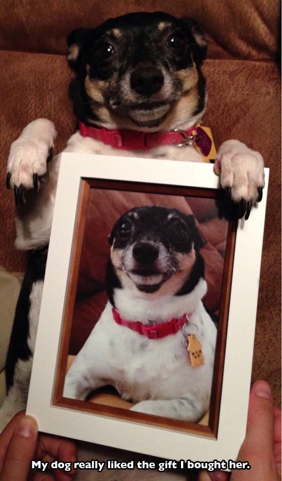 narcissistic dog - My dog really d the gift I bought her.