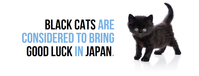 facts of japan - Black Cats Are Considered To Bring Good Luck In Japan
