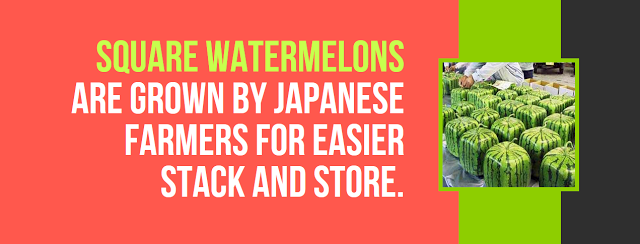 natural foods - Square Watermelons Are Grown By Japanese Farmers For Easier Stack And Store.